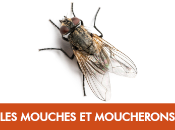 Mouche